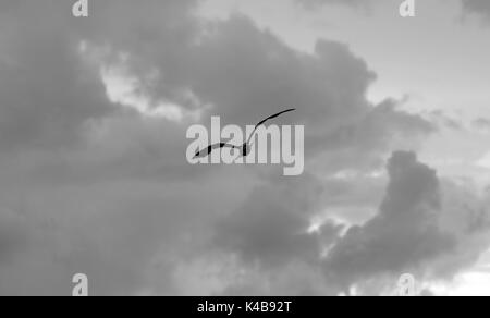 3 settembre 2017 - Puerto Piritu, Anzoategui, Venezuela - diverse specie di uccelli rimangono nei poli e volare nel loro ambiente, durante il pomeriggio nel settore ''La cerca'' della laguna di Puerto Piritu, nello Stato Anzoategui. Venezuela . Foto: Juan Carlos Hernandez (credito Immagine: © Juan Carlos Hernandez via ZUMA filo) Foto Stock