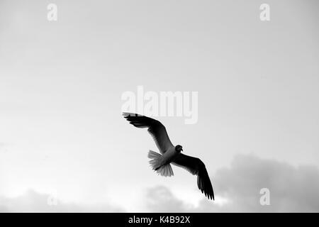 3 settembre 2017 - Puerto Piritu, Anzoategui, Venezuela - diverse specie di uccelli rimangono nei poli e volare nel loro ambiente, durante il pomeriggio nel settore ''La cerca'' della laguna di Puerto Piritu, nello Stato Anzoategui. Venezuela . Foto: Juan Carlos Hernandez (credito Immagine: © Juan Carlos Hernandez via ZUMA filo) Foto Stock