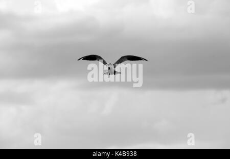 3 settembre 2017 - Puerto Piritu, Anzoategui, Venezuela - diverse specie di uccelli rimangono nei poli e volare nel loro ambiente, durante il pomeriggio nel settore ''La cerca'' della laguna di Puerto Piritu, nello Stato Anzoategui. Venezuela . Foto: Juan Carlos Hernandez (credito Immagine: © Juan Carlos Hernandez via ZUMA filo) Foto Stock