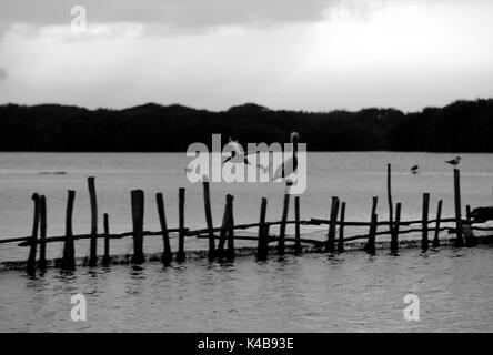 3 settembre 2017 - Puerto Piritu, Anzoategui, Venezuela - diverse specie di uccelli rimangono nei poli e volare nel loro ambiente, durante il pomeriggio nel settore ''La cerca'' della laguna di Puerto Piritu, nello Stato Anzoategui. Venezuela . Foto: Juan Carlos Hernandez (credito Immagine: © Juan Carlos Hernandez via ZUMA filo) Foto Stock