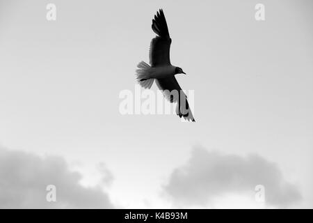 3 settembre 2017 - Puerto Piritu, Anzoategui, Venezuela - diverse specie di uccelli rimangono nei poli e volare nel loro ambiente, durante il pomeriggio nel settore ''La cerca'' della laguna di Puerto Piritu, nello Stato Anzoategui. Venezuela . Foto: Juan Carlos Hernandez (credito Immagine: © Juan Carlos Hernandez via ZUMA filo) Foto Stock