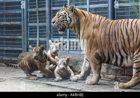 Jinan, la Cina della provincia dello Shandong. 6 Sep, 2017. Tiger triplette e la loro madre incontrano il pubblico a Jinan Zoo di Jinan, a est della capitale cinese della provincia dello Shandong, Sett. 6, 2017. Cong Cong, un 6-anno-vecchio tigre del Bengala madre, diede i natali a le triplette, compreso un cucciolo maschio e due femmina bianca cuccioli di tigre, Maggio 25. Credito: Lyu Chuanquan/Xinhua/Alamy Live News Foto Stock