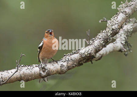 Comune di fringuello Fringilla coelebs maschio nella canzone Highlands della Scozia Giugno Foto Stock