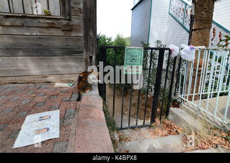 Street Cat nella parte anteriore del cartello di avvertimento cane mordace, Isola Prince Istanbul Foto Stock