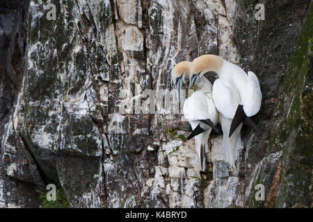 Northern Gannet Morus bassanus colonia di allevamento Hermaness Shetland Giugno Foto Stock