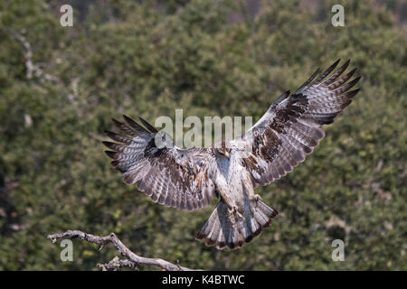 L'Aquila del Bonelli Aquila fasciata maschio in Arribes del Duero parco naturale (Parque Natural de Arribes del Duero) Spagna Giugno Foto Stock