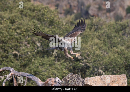 L'Aquila del Bonelli Aquila fasciata maschio in Arribes del Duero parco naturale (Parque Natural de Arribes del Duero) Spagna Giugno Foto Stock