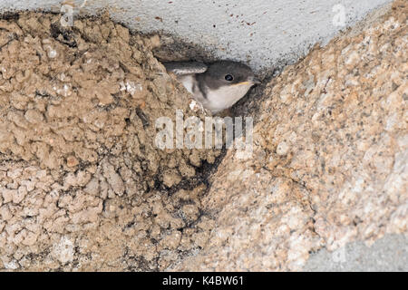 Casa comune Martin Delichon urbicum quasi fledged giovani del peering da nido Northumberland Luglio Foto Stock