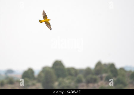 Rigogolo Oriolus oriolus femmina in volo Spagna Giugno Foto Stock