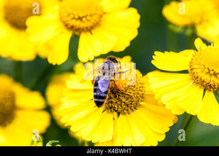 Il miele delle api su close up fiore, Helenium 'Kugelsonne', Sneezeweed Foto Stock