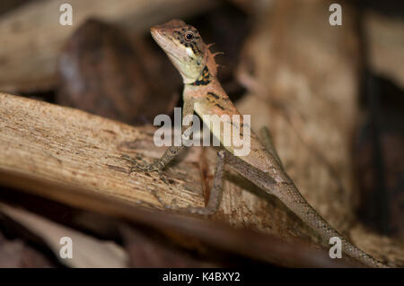 Elliot foresta lizard Foto Stock