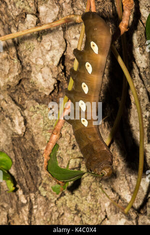 Una chiusura di Pandora sphinx moth larva di mangiare virginia il superriduttore. Foto Stock