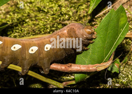 Una chiusura di Pandora sphinx moth larva di mangiare virginia il superriduttore. Foto Stock