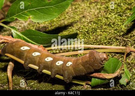 Una chiusura di Pandora sphinx moth larva di mangiare virginia il superriduttore. Foto Stock