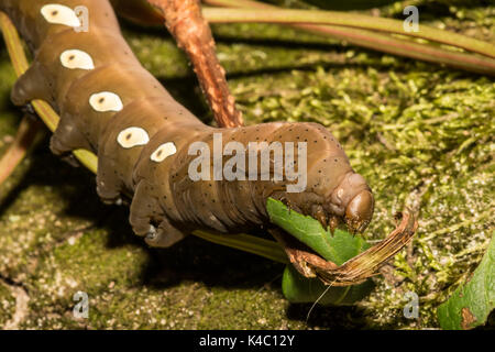 Una chiusura di Pandora sphinx moth larva di mangiare virginia il superriduttore. Foto Stock