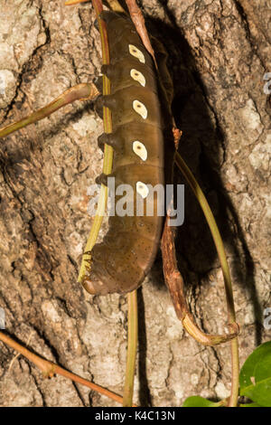 Una chiusura di Pandora sphinx moth larva di mangiare virginia il superriduttore. Foto Stock