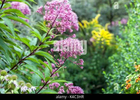 Joe pye erbaccia, Eutrochium purpureum 'Little Red' piante da giardino alte per confine erbaceo, bordo Foto Stock