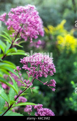 Joe pye weed, Eutrochium purpureum 'Little Red', viola i fiori in un giardino Foto Stock