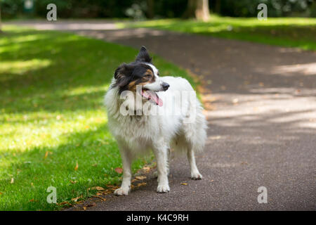 Border Collie cane stand nel parco in appoggio Foto Stock