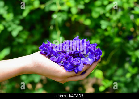 Mano azienda butterfly fiori di pisello verde con sfondo naturale. Foto Stock