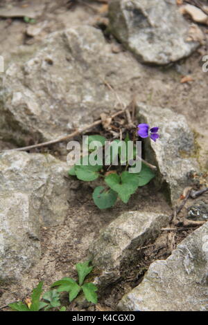 Un piccolo fiore ho trovato crescente tra rocce in un parco i frequenti. Foto Stock