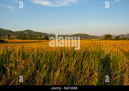 Una vista attraverso le raccolte di campi di lavanda, le colline di Baronnies Provencale Nazione Parco regionale nella regione di Drome in Francia. Preso in Foto Stock