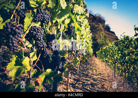 Le uve rosse nella valle dell'Ahr Foto Stock