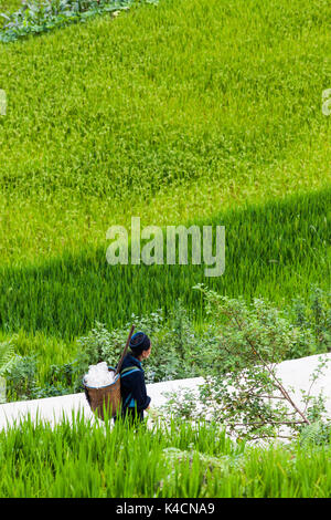 SA PA, VIETNAM - Agosto 2017: Donna Hmong tra risaie in Cat Cat villaggio, Sa Pa, alta montagna, Lao Cai provincia, Vietnam Foto Stock
