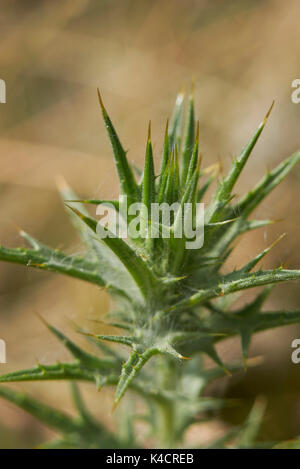 Carthamus lanais close up Foto Stock