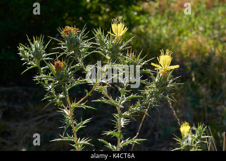 Carthamus lanais close up Foto Stock