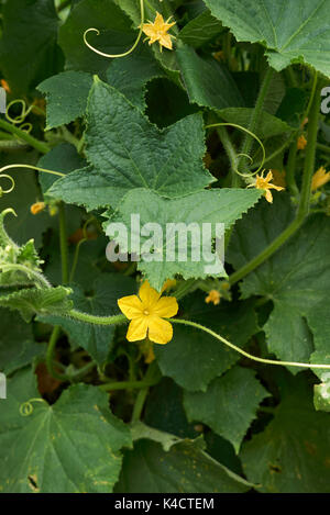 Cucumis sativus bloom Foto Stock