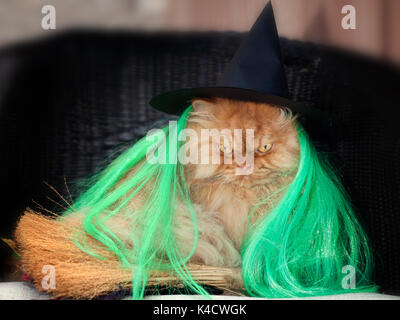 Orange gatto persiano in Costume di Halloween Foto Stock