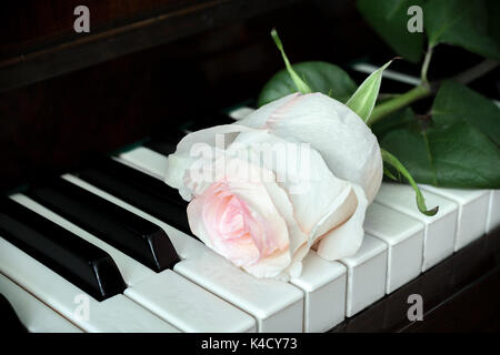 Una rosa pallido rosa è sdraiato sul vecchio pianoforte tastiera. Foto Stock