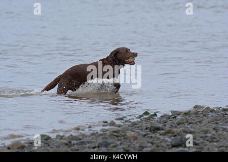 Il Labrador Retriever, raccogliendo la sfera dal fiume, Lancashire, Regno Unito Foto Stock