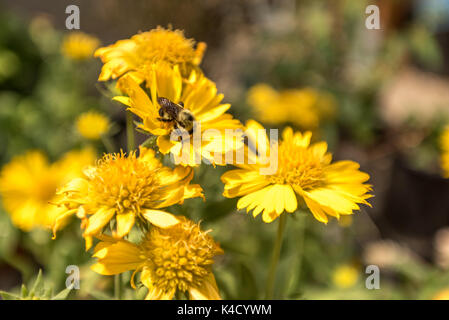 Un fuzzy Bumble Bee raccoglie il polline di un giallo fiore gaillardia. Foto Stock