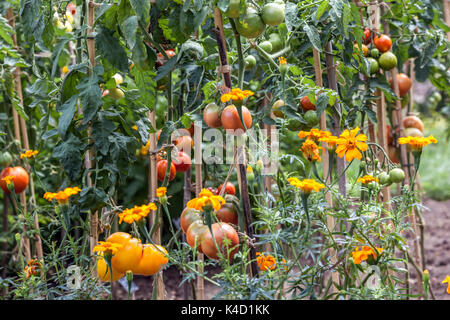 I tageti francesi del giardino dei pomodori stagionati impediscono la coltivazione mista di pomodori Marigold bianchi frutti acerbi Lycopersicon esculentum Plant Tomatoes Growing Foto Stock