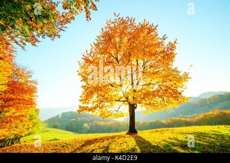 Maestoso faggio con raggi di sole Foto Stock