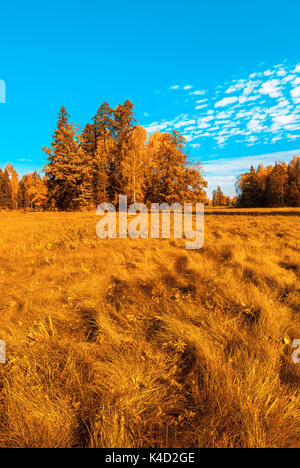 Struttura Autunm nel parco, perfetto scenario autunnale Foto Stock