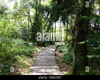 Modo sicuro attraverso il Moor, Log lastricato percorso nel Black Moor, Rhoen Foto Stock