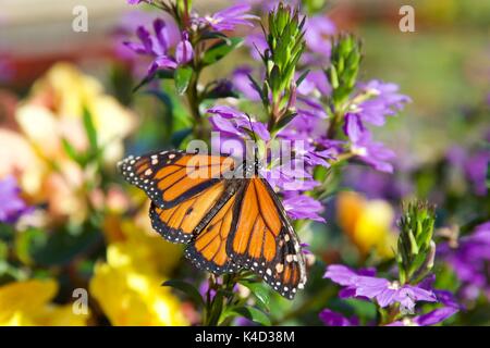 Farfalla monarca (Danaus plexippus) appoggiata su un fiore nei bellissimi giardini italiani a Compton Acres Foto Stock