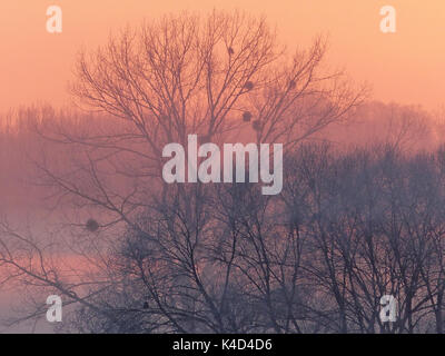Sunrise In Ampermoss, sulla valle del fiume Fen vicino Ammersee in Alta Baviera Foto Stock