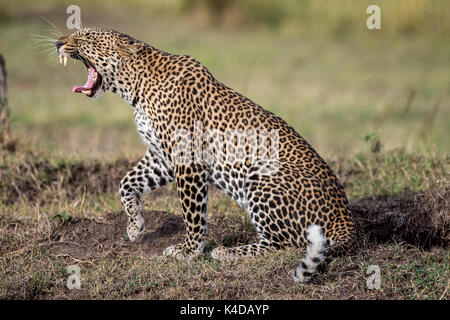 Leopard in masai Mara Foto Stock