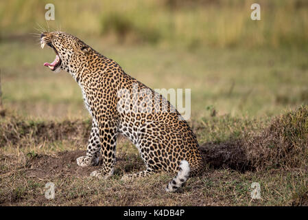 Leopard in masai Mara Foto Stock