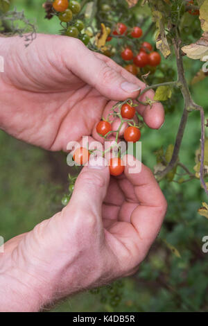 Solanum pimpernelifolium. Giardiniere picking pomodori Ribes dal vitigno. Cimelio di pomodoro. Pomodoro selvatico Foto Stock