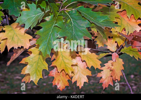 Giallo autunno foglie su un ramo di quercia. Foto Stock