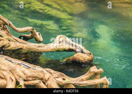 Le foreste di mangrovie di Krabi in Thailandia Foto Stock