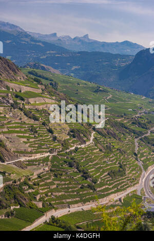 SION, Svizzera - Vigna agricoltura terrazze ih regione vinicola di Sion. Foto Stock