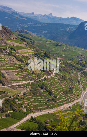 SION, Svizzera - Vigna agricoltura terrazze ih regione vinicola di Sion. Foto Stock