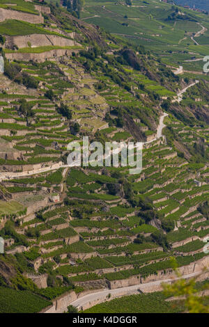 SION, Svizzera - Vigna agricoltura terrazze ih regione vinicola di Sion. Foto Stock