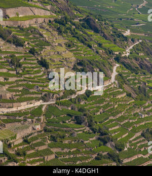 SION, Svizzera - Vigna agricoltura terrazze ih regione vinicola di Sion. Foto Stock